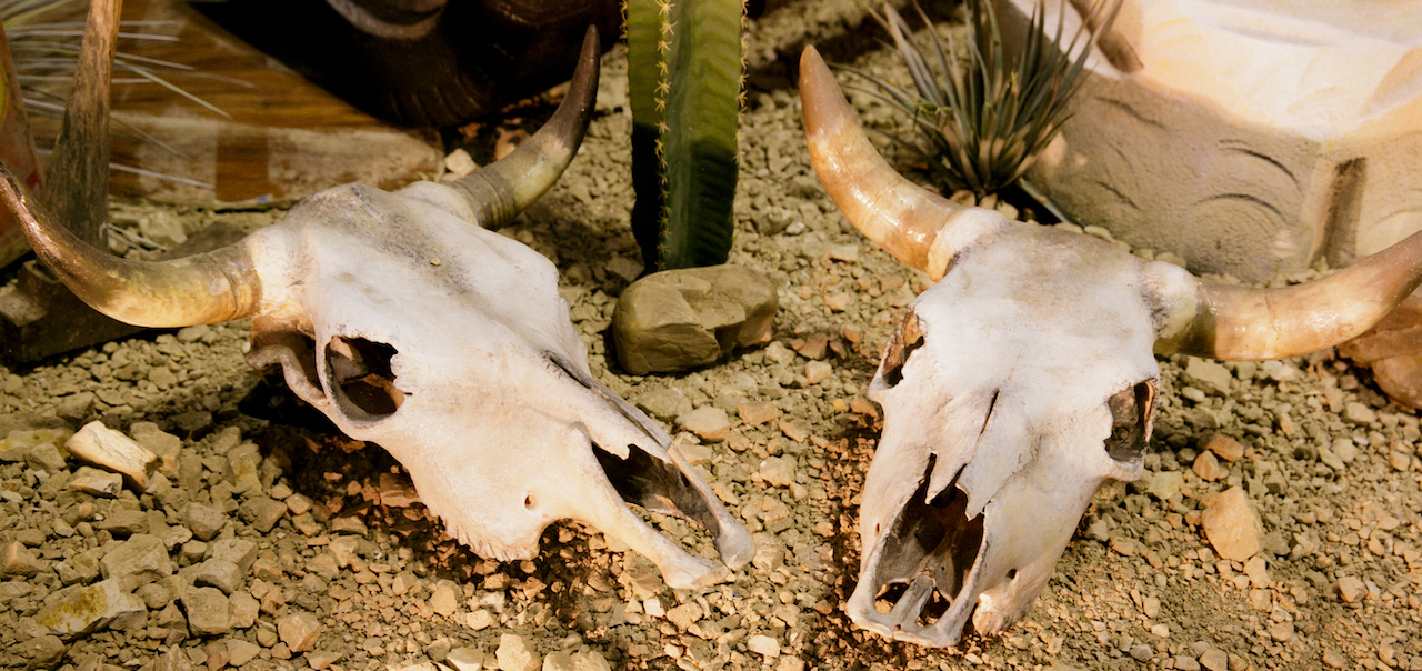 Cow Skulls